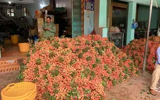 Sau Bắc Giang, Hải Dương xuất khẩu lô vải thiều đầu tiên sang Nhật