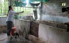 Dịch tả lợn châu Phi tái bùng phát tại Cao Bằng