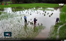 Nông dân ĐBSCL phấn khởi vào vụ Thu Đông