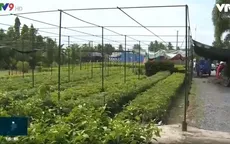 Quản lý giống cây trồng cần những chế tài đủ mạnh