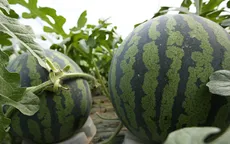 Nâng cao giá trị nông sản nhờ trồng cây rải vụ