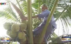 Bà ngoại trèo dừa ở Trà Vinh