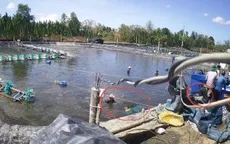 Thương lái dàn cảnh trộm tôm bằng chiêu thức "siêu" tinh vi