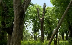 Đánh chuyển hơn 100 cây xanh trên đường Kim Mã: Cứ thế là... xong?