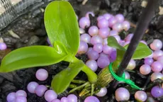 Đua nhau bịa giá "trên trời", người chơi lan khiến thị trường náo loạn