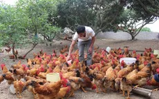 Người chăn nuôi gia cầm lao đao vì rớt giá kéo dài