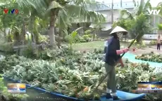 Một ngày ở xứ khóm Tắc Cậu