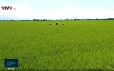 Ninh Thuận: Canh tác vùng khô hạn - giãn vụ để tăng thu nhập