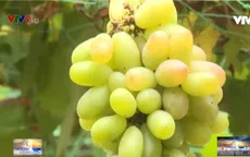 Đã mắt với vườn nho trĩu quả tại miền Tây