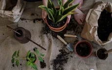 Cách cực đơn giản để có mảnh vườn nhỏ trong nhà