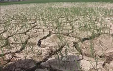 Gần 55.000 ha cây trồng ở Trung Bộ bị thiếu nước