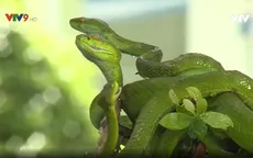 Cảnh báo nguy cơ rắn cắn trong mùa mưa