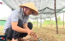 Cựu chiến binh tìm sâm trên cát