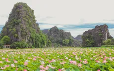 Hồ sen Hang Múa thu hút khách du lịch