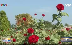 Đồng Tháp: Hấp dẫn cánh đồng hoa hồng Sa Đéc