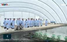 Xuất khẩu tôm khẩn trương xây dựng vùng an toàn dịch bệnh