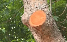"Sốc" vì 237 triệu tiền cắt tỉa cây xanh ở 1 trường tại TP.HCM