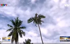 Nghề chênh vênh ở xứ dừa Bến Tre