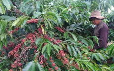 Gỡ nút thắt trong phát triển cà phê đặc sản