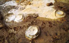 Phát hiện hóa thạch Cúc đá khoảng 200 triệu năm