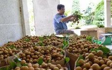 Sơn La sẽ xuất khẩu 9 triệu USD sản phẩm nhãn trong năm 2020