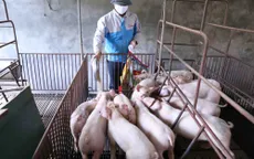 Cuối năm nay, tổng đàn lợn sẽ tương đương trước khi có dịch