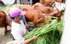 Cấm chăn nuôi gia súc, gia cầm trong nội thành Hà Nội