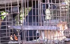 Campuchia cấm thịt chó tại Siem Reap, người vi phạm có thể bị phạt 5 năm tù
