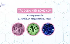 Sự thật về tác dụng của 3 chủng lợi khuẩn Bacillus subtilis, Bacillus coagulans và Bacillus clausii