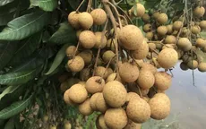 Nhiều DN tìm kiếm nhãn miền Bắc chất lượng cao để xuất khẩu