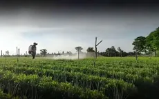 Thuốc bảo vệ thực vật đang bị lạm dụng quá đà