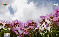 Đồi tím hoa bằng lăng