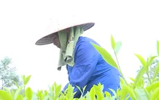 Bụi than phủ kín lá chè, dân phải bỏ hàng trăm triệu đồng thuê người lau rửa