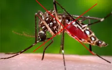 Tăng cường diệt lăng quăng, diệt muỗi để phòng chống bệnh chikungunya