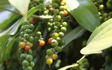 Giá hồ tiêu tăng cao: Có hiện tượng đầu cơ