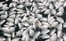 Cá lồng bè chết hàng loạt, hàng chục tỷ đồng "không cánh mà bay"