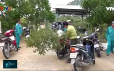 Ninh Thuận: Báo động nạn phá rừng săn cây cảnh