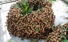 Nhãn Hưng Yên lao đao vì COVID-19