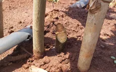 Hàng trăm gốc cây ăn trái tại huyện Xuyên Mộc bị chặt phá