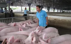 Giá thịt lợn giảm "nhỏ giọt" dù lợn hơi lao dốc mạnh