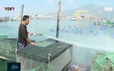 Bán tháo tôm hùm hay chờ giá?
