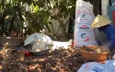 Bất thường tình trạng thương lái ồ ạt thu mua vỏ thông