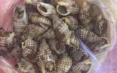Ăn ốc biển lạ, 1 người thiệt mạng, 2 người cấp cứu