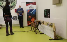 Phần Lan sử dụng chó phát hiện virus SARS-CoV-2 tại sân bay Helsinki