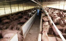 Giá lợn hơi giảm nhưng vẫn ở mức cao