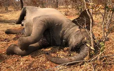 12 con voi chết chưa rõ nguyên nhân tại Zimbabwe