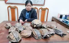 Phát hiện, thu giữ 15 cá thể rùa không có giấy tờ, chứng minh nguồn gốc