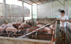 Hụt nguồn lợn nhập khẩu Thái Lan, lợn hơi liên tục tăng giá