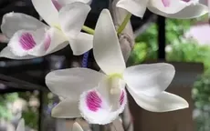 Rộ những giao dịch lan đột biến giá “trên trời” khiến dân tình dậy sóng