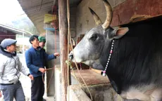 Gần 100 con gia súc ở Sơn La bị chết do giá rét